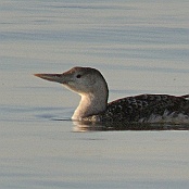 Yellow-billed Loon  "Gavia adamsii"